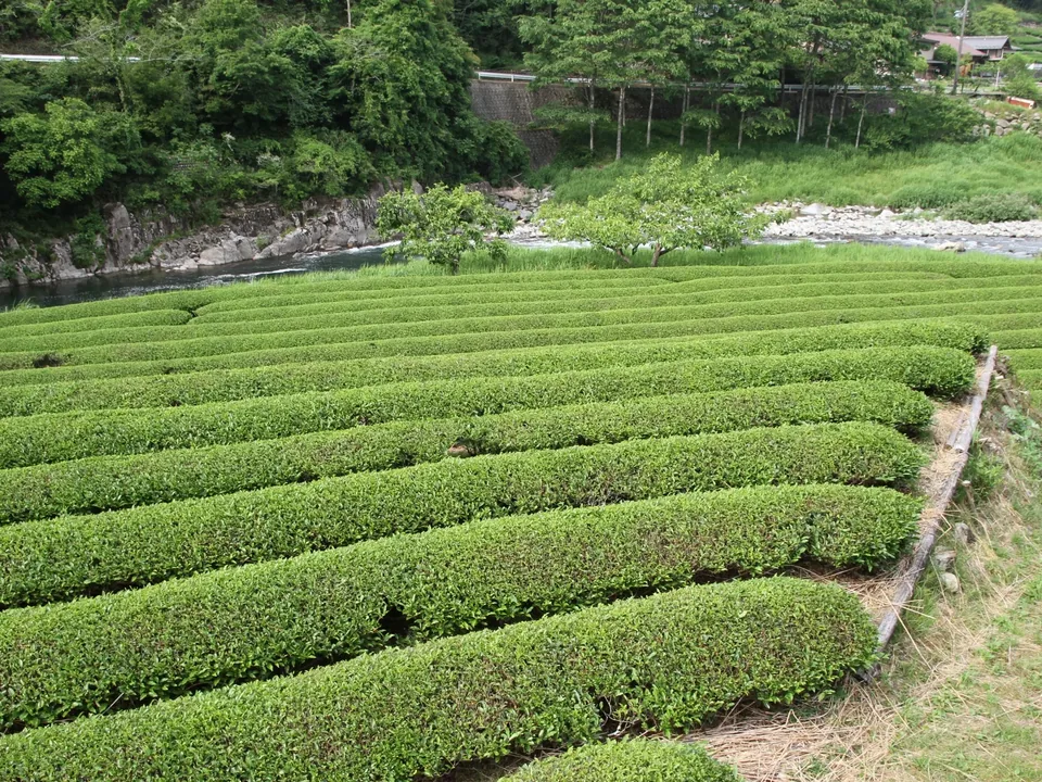白川茶の茶畑